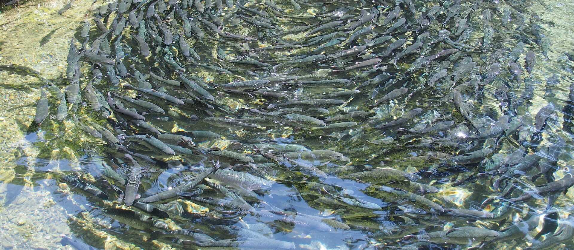 Suivi de la qualité de l’eau en pisciculture