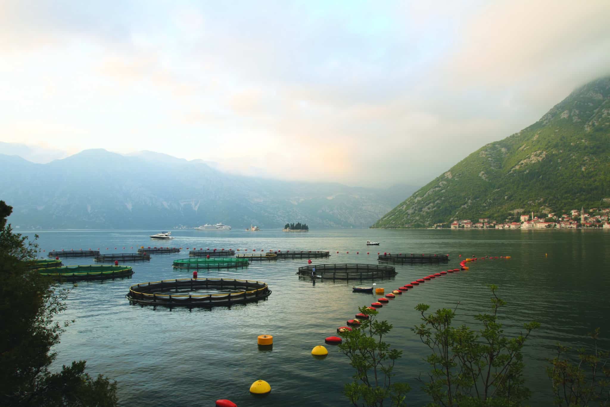 Ferme aquacole utilisant l’IoT dans la surveillance de l’eau.