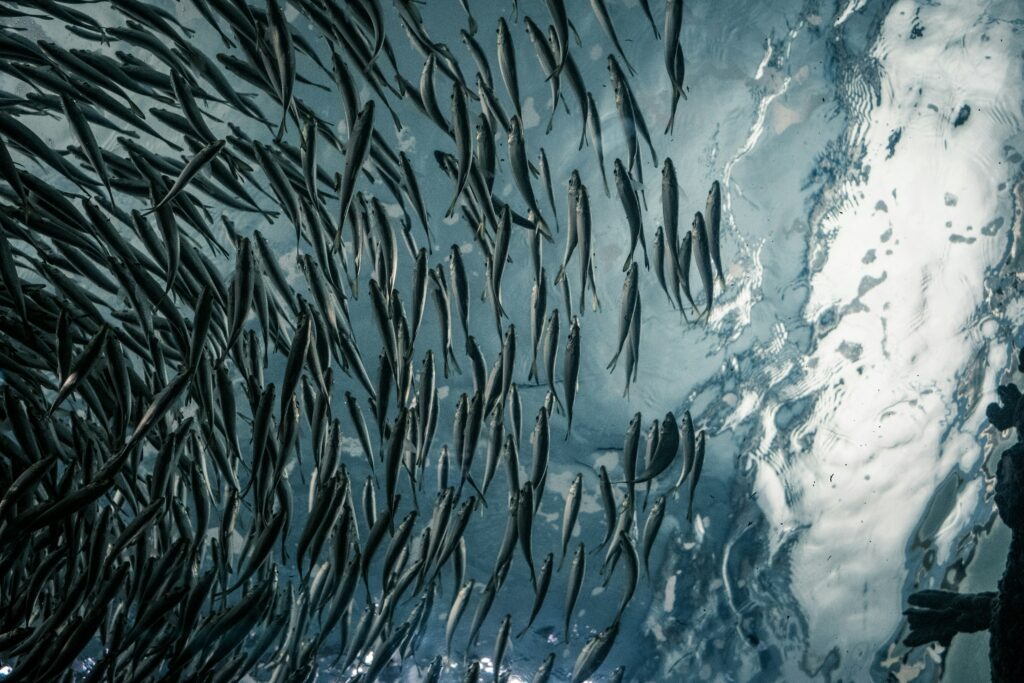 aquaculture où la mesure du potentiel redox dans l’eau complète le suivi de la qualité de l’eau.
