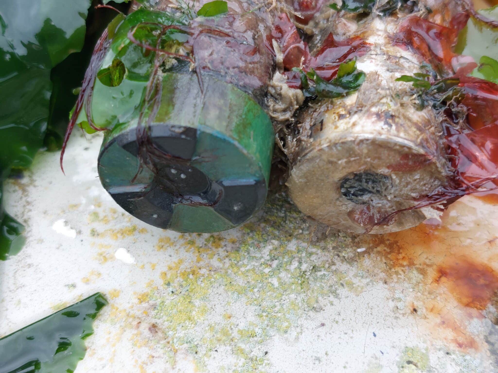 Biofouling sur un capteur immergé utilisé pour surveiller la qualité de l’eau de mer.