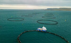 Circular salmon cages used for dissolved oxygen monitoring in salmon farms.