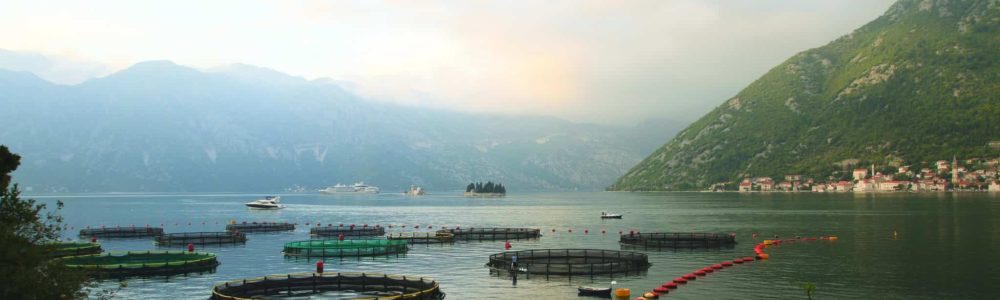 Ferme aquacole utilisant l’IoT dans la surveillance de l’eau.