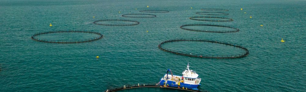 Circular salmon cages used for dissolved oxygen monitoring in salmon farms.